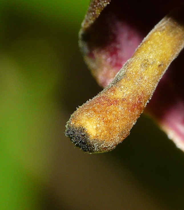 Quiz.....cosa .............??? Arisarum vulgare